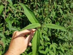 Schmetterlingsflieder (Buddleja davidii)