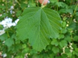 Schneeball - Gewöhnlicher (Viburnum opulus)