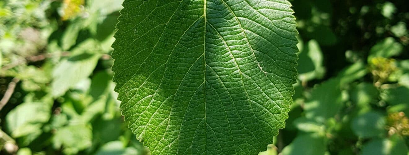Schneeball - Wolliger (Viburnum lantana)