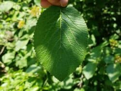 Schneeball - Wolliger (Viburnum lantana)