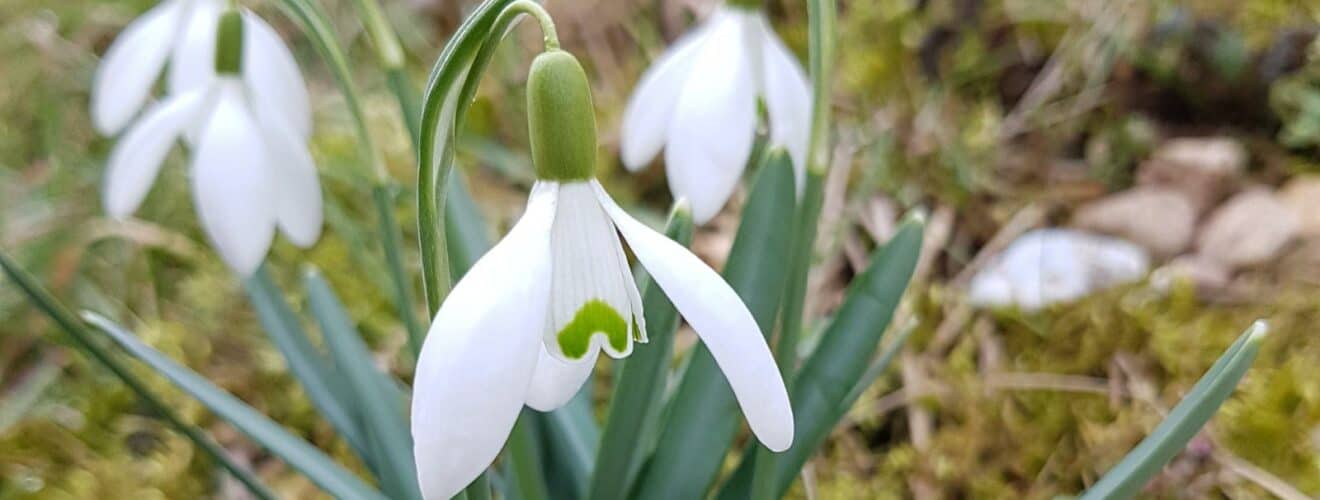 Schneeglöckchen - Kleines (Galanthus nivalis)