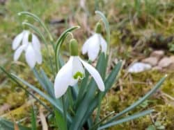 Schneeglöckchen - Kleines (Galanthus nivalis)