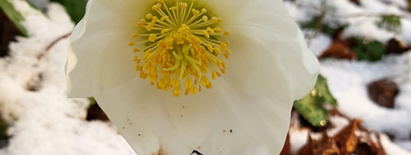 Schneerose / Christrose (Helleborus niger)