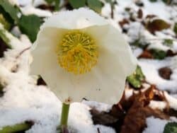 Schneerose / Christrose (Helleborus niger)