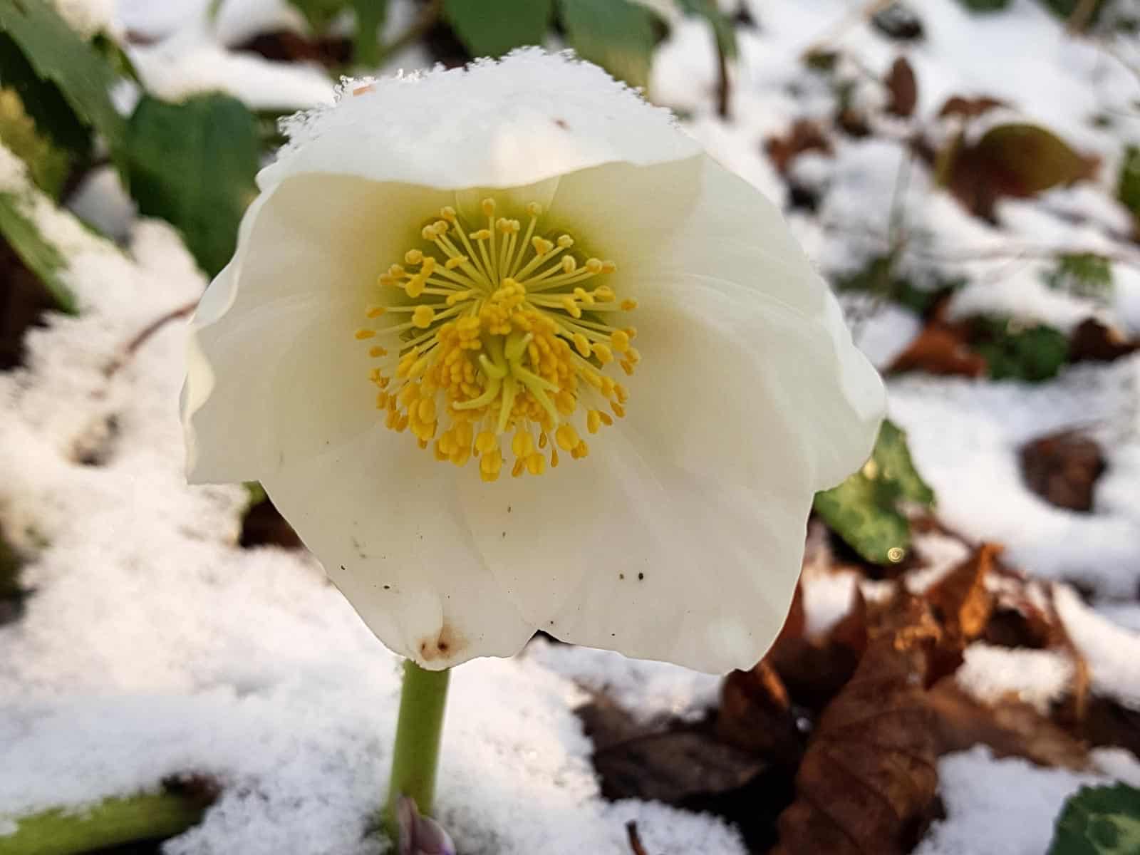 Schneerose / Christrose (Helleborus niger)