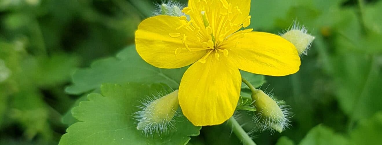 Schöllkraut (Chelidonium majus)