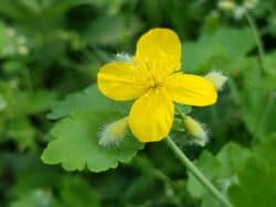 Schöllkraut (Chelidonium majus)