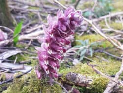 Schuppenwurz - Gewöhnliche (Lathraea squamaria)