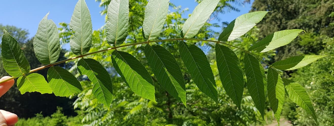 Schwarznuss (Juglans nigra)