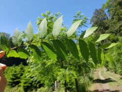 Schwarznuss (Juglans nigra)