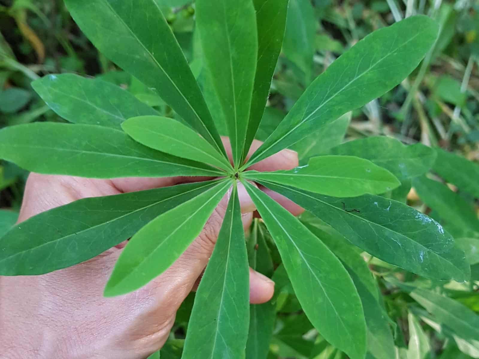 Seidelbast - Echter (Daphne mezereum)