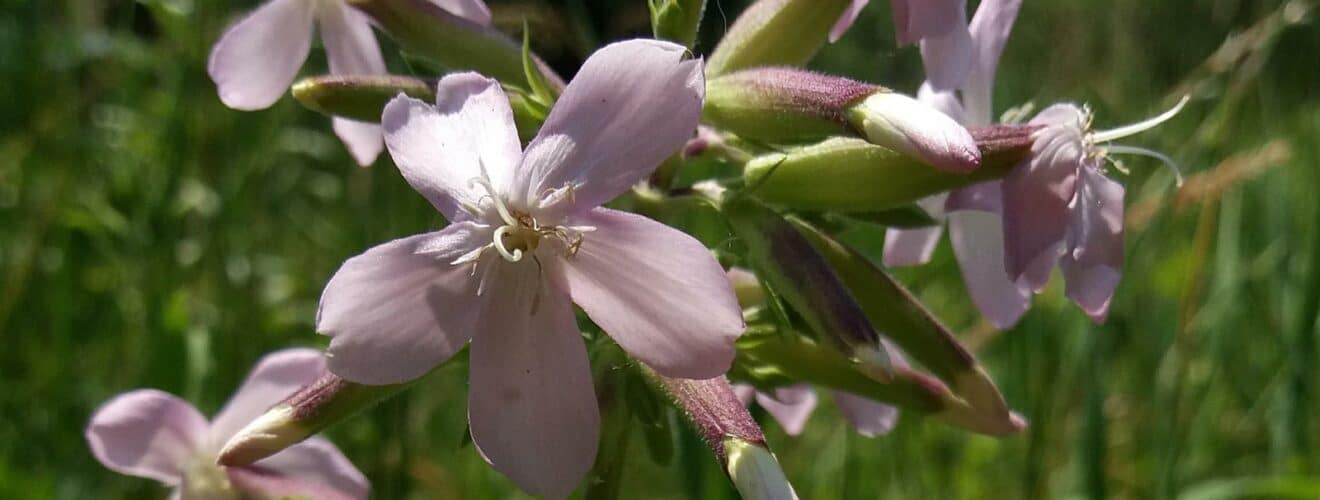 Seifenkraut - Gewöhnliches (Saponaria officinalis)