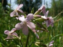 Seifenkraut - Gewöhnliches (Saponaria officinalis)