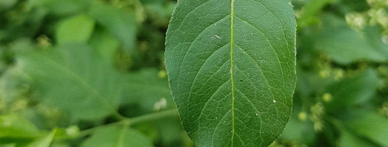 Spindelstrauch - Gewöhnlicher (Euonymus europaeus)