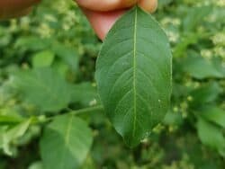 Spindelstrauch - Gewöhnlicher (Euonymus europaeus)