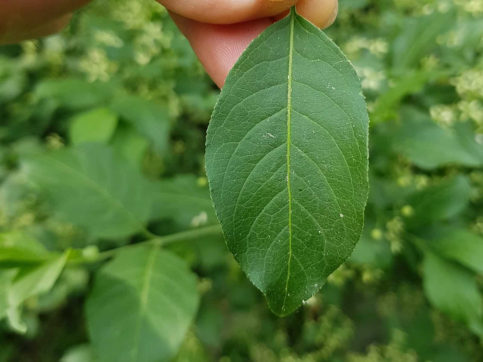 Spindelstrauch - Gewöhnlicher (Euonymus europaeus)