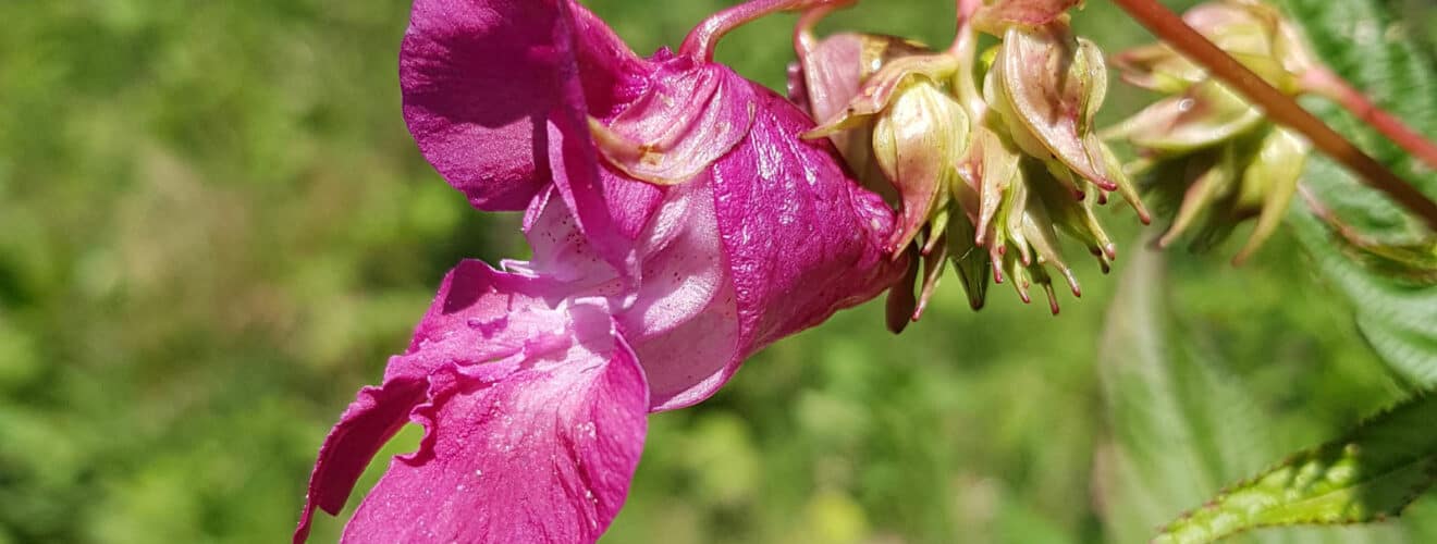 Springkraut - Drüsiges (Impatiens glandulifera)