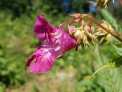 Springkraut - Drüsiges (Impatiens glandulifera)