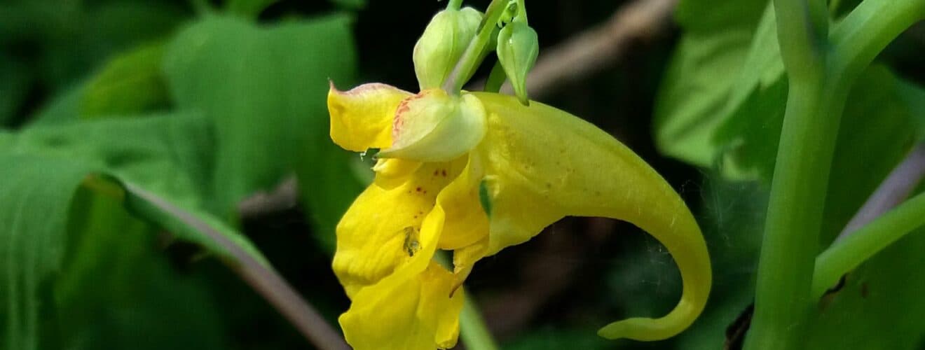 Springkraut - Großes (Impatiens noli-tangere)