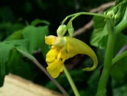 Springkraut - Großes (Impatiens noli-tangere)