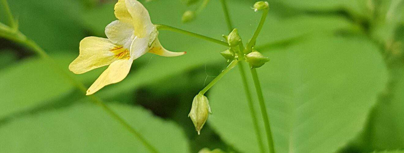 Springkraut - Kleines (Impatiens parviflora)