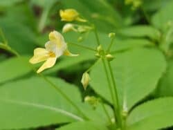 Springkraut - Kleines (Impatiens parviflora)