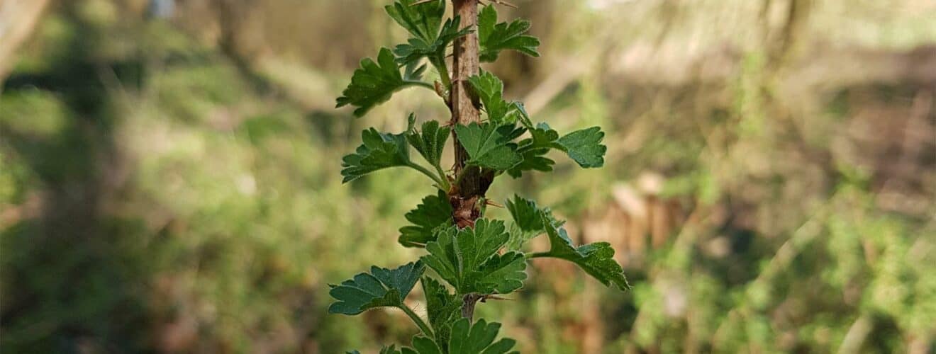 Stachelbeere (Ribes uva-crispa)