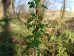 Stachelbeere (Ribes uva-crispa)