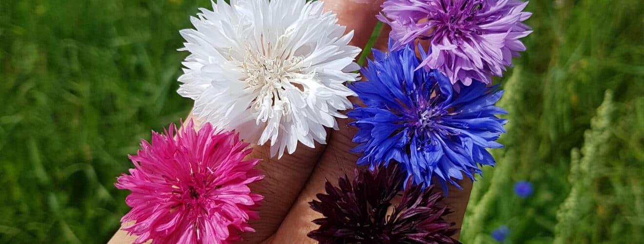 Blüten der Kornblume in verschiedenen Farbvarianten