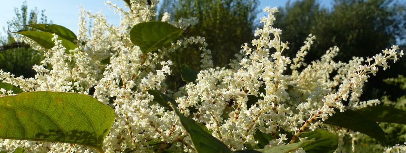 Staudenknöterich - Japanischer (Reynoutria japonica)