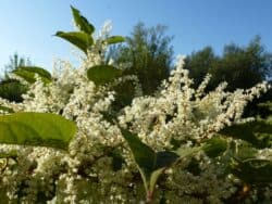 Staudenknöterich - Japanischer (Reynoutria japonica)