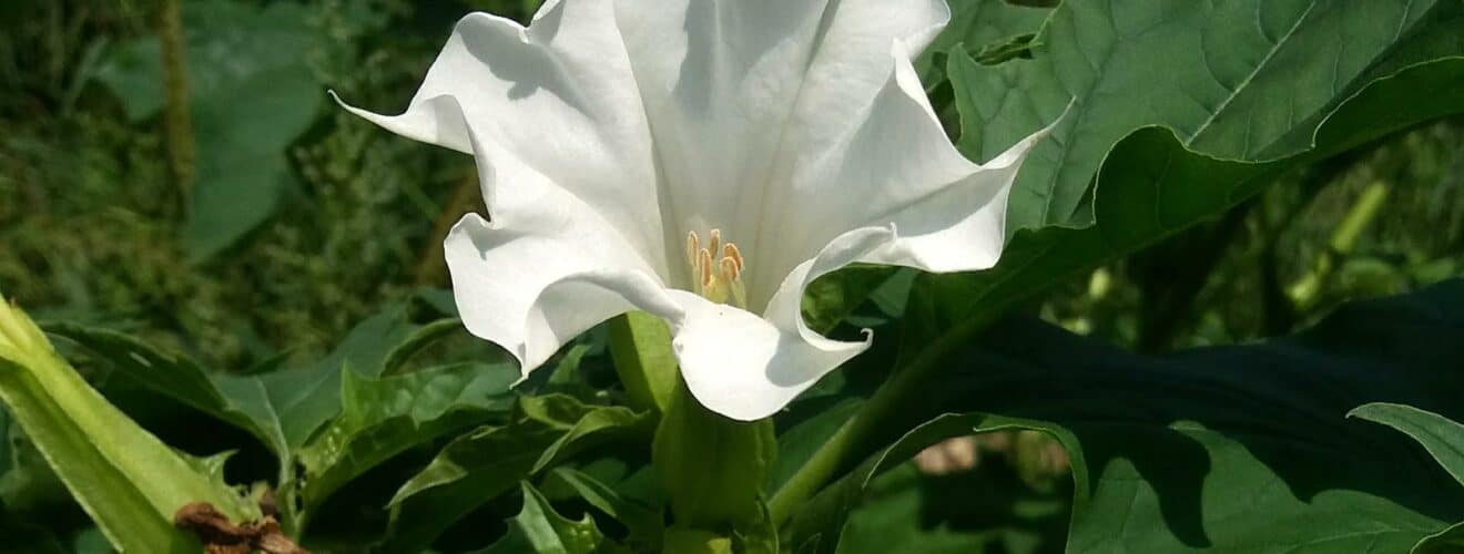 Stechapfel - Gemeiner (Datura stramonium)