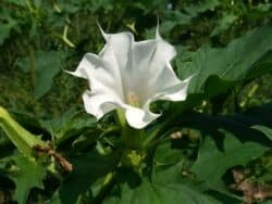 Stechapfel - Gemeiner (Datura stramonium)