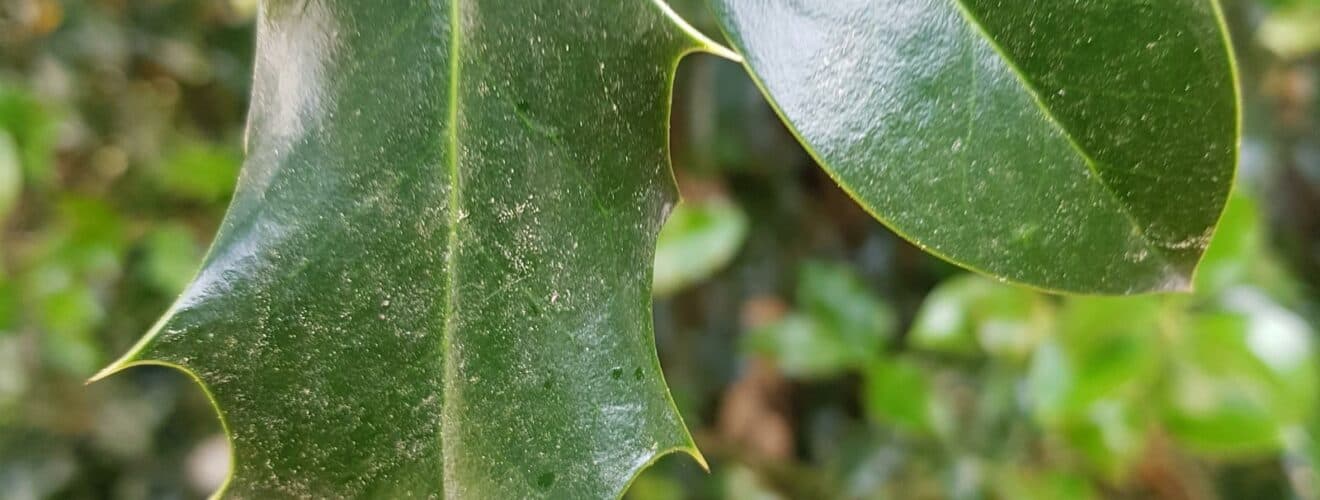Stechpalme - Europäische (Ilex aquifolium)