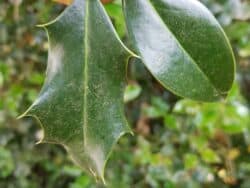 Stechpalme - Europäische (Ilex aquifolium)