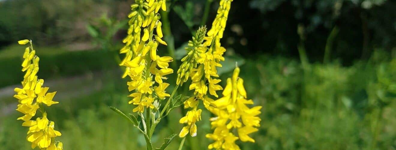 Steinklee - Gelber (Melilotus officinalis)