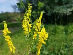 Steinklee - Gelber (Melilotus officinalis)