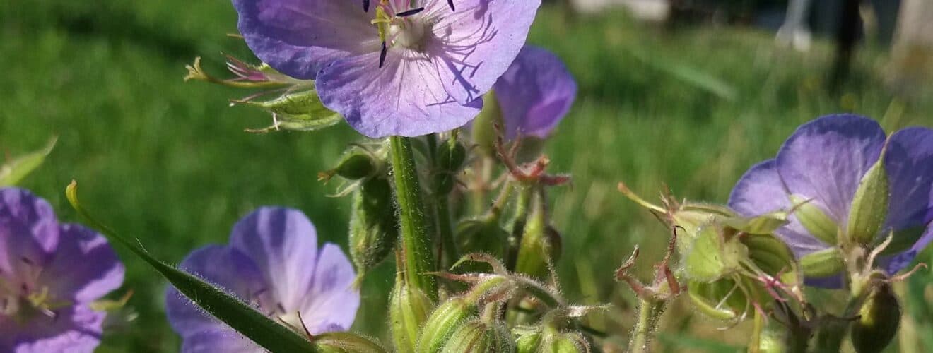 Storchschnabel - Wiesen (Geranium pratense)