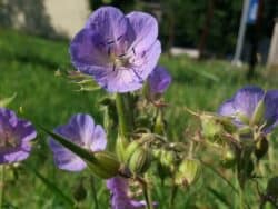 Storchschnabel - Wiesen (Geranium pratense)