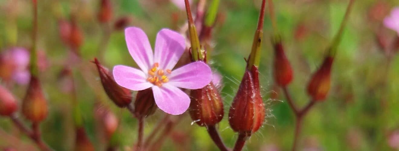 Storchschnabel - Stink (Geranium robertianum)