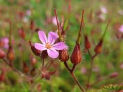 Storchschnabel - Stink (Geranium robertianum)