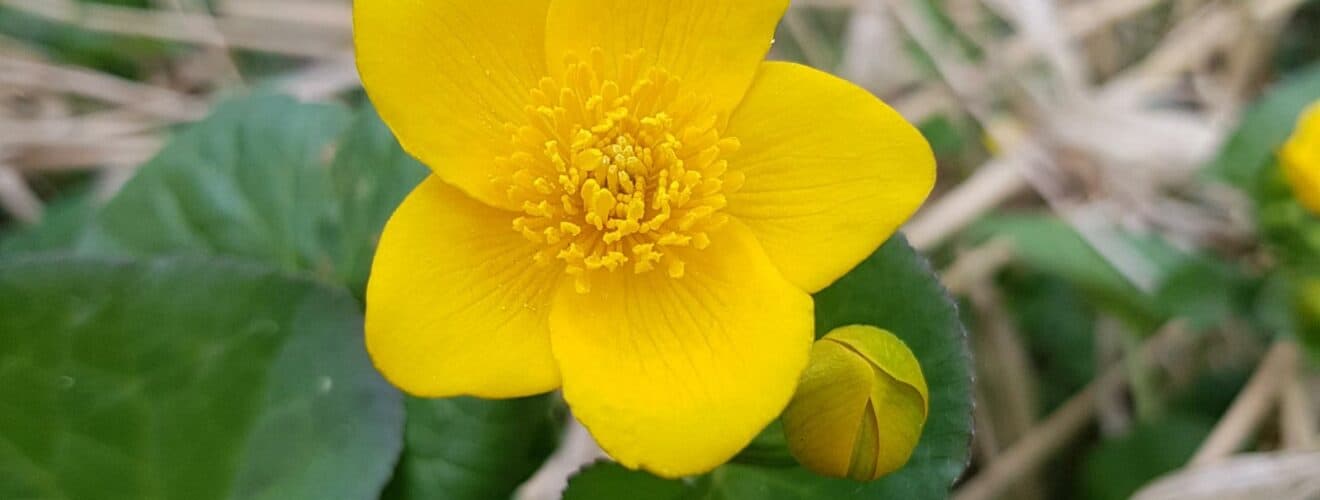 Sumpfdotterblume (Caltha palustris)