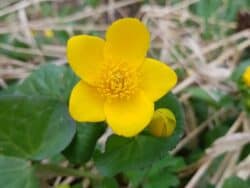 Sumpfdotterblume (Caltha palustris)