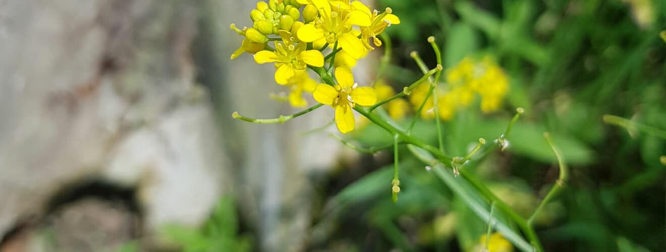 Sumpfkresse - Wilde (Rorippa sylvestris)