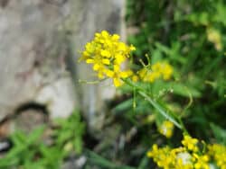 Sumpfkresse - Wilde (Rorippa sylvestris)