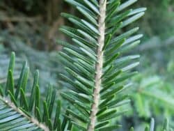 Tanne - Weiß-Tanne (Abies alba)