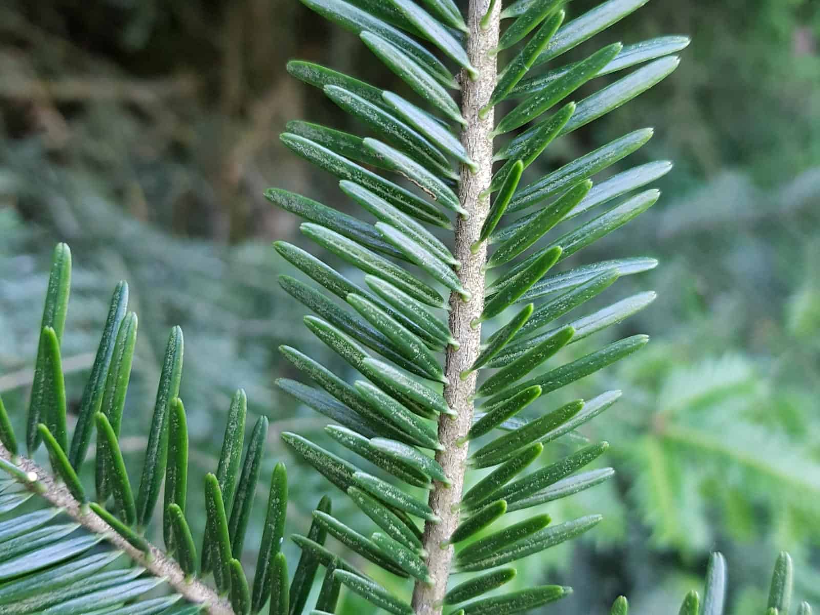 Weisstanne ☼ Ausgezeichnet als Baum des Jahres 2004 ☼ Samen Tolle Zierpflanze 