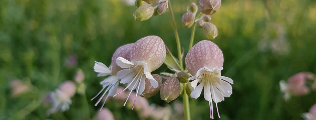 Taubenkropf-Leimkraut (Silene vulgaris)