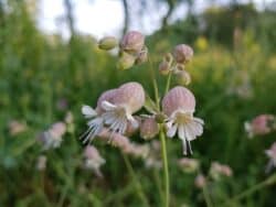 Taubenkropf-Leimkraut (Silene vulgaris)