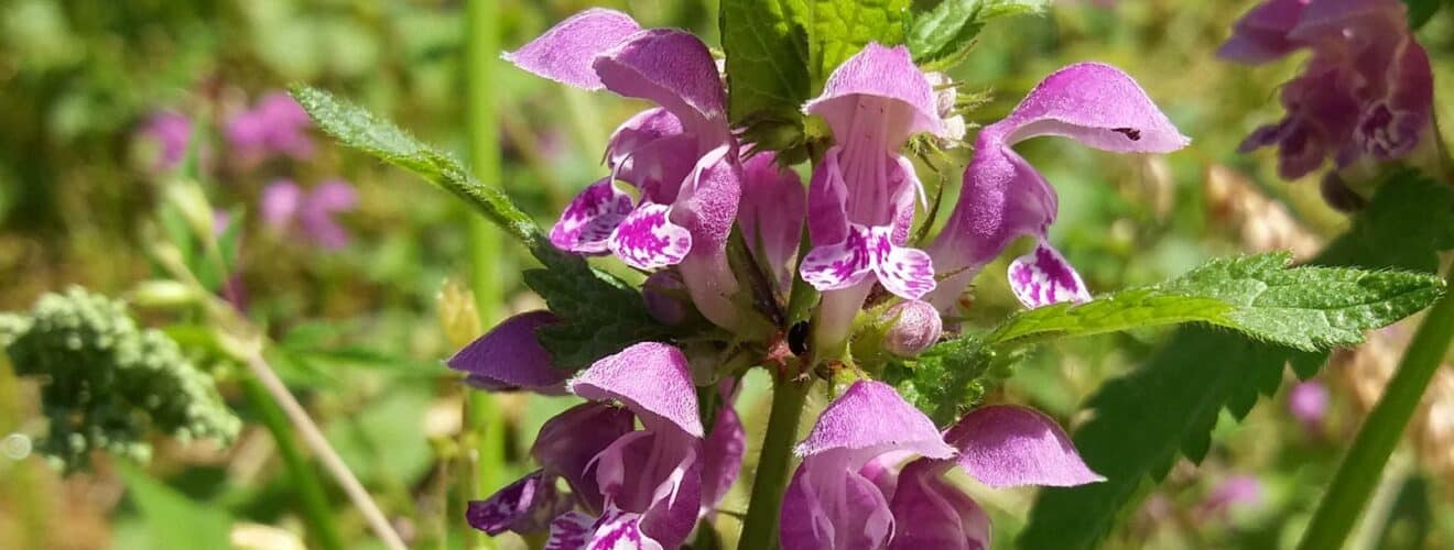 Taubnessel - Gefleckte (Lamium maculatum)